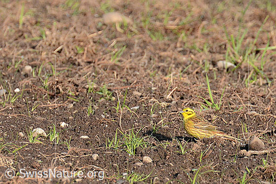 Foto: Goldammer auf Nahrungssuche.
Lat.: Emberiza citrinella
Familie: Singvögel