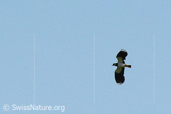 Foto: Kiebitz im Flug
Lat. Vanellus vanellus
Familie: Regenpfeifer
