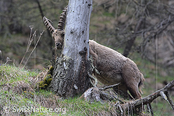 Foto: Steinbock schaut hinter Baumstamm hervor.
Lat.: Capra ibex
