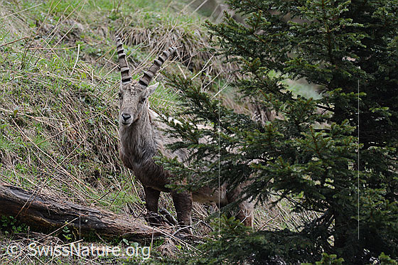 Foto: Steinbock (Capra ibex) neben Tanne.
Familie: Bovidae (Hornträger)
Gattung: Capra (Ziegen)