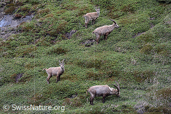 Foto: Grasende Steinböcke
Lat.: Capra ibex