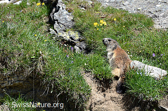 Foto: Alpenmurmeltier auf mit Fels durchsetzter Wiese sitzend.
Lat.: Marmota