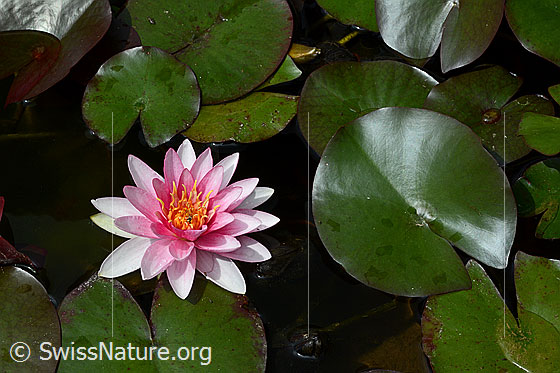 Foto: Hybrid-Seerose, Blätter und Blüte.
Lat.: Nymphaea Hybrid
Familie: Nymphaeaceae