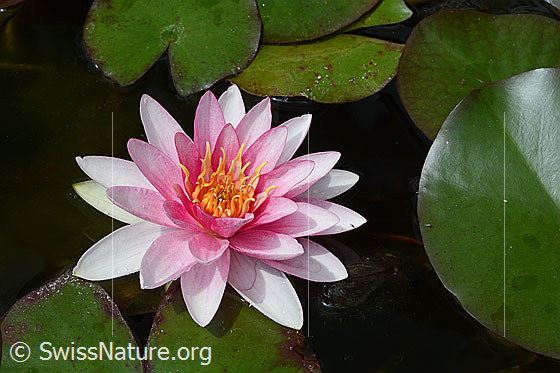 Foto: Wundervoll geöffnete Blüte einer Seerose.
Hybrid-Seerose, Blüte
Lat.: Nymphaea Hybrid
Familie: Nymphaeaceae (Seerosengewächse)