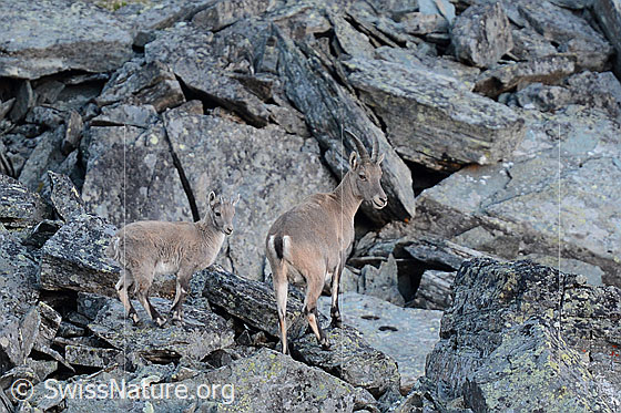 Foto: Steingeiss mit Steinkitz in Geröllfeld.
Lat.: Capra ibex