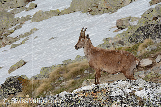 Foto: Steingeiss im Winterfell
Steinbock
Lat.: Capra ibex