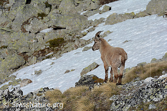 Foto: Junger Steinbock hält Ausschau nach seinen Artgenossen.
Lat.: Capra ibex