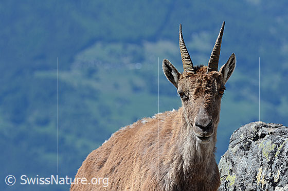 Foto: Begegnung mit einer Steingeiss
Steinbock
Lat.: Capra ibex