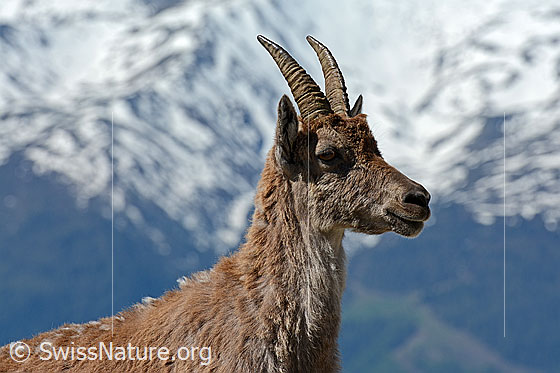 Foto: Portrait einer Steingeiss
Steinbock
Lat.: Capra ibex