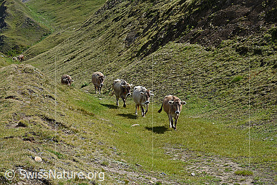 Foto: Wanderung der Kühe auf einer ausgedehnten Alpweide. Sie suchten im trockenen Sommer nach frischem Gras und Wasser.