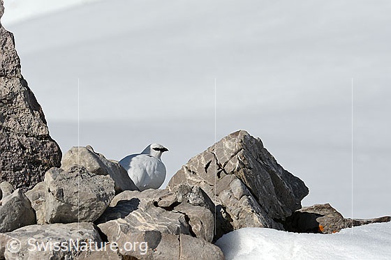 Foto: Schneehuhn gut getarnt zwischen Felsblöcken. Winterkleid.
Alpenschneehuhn
Lat.: Lagopus mutus 
Familie: Hühnervögel