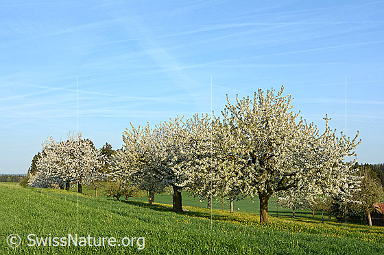Foto: Blühende Kirschbäume.