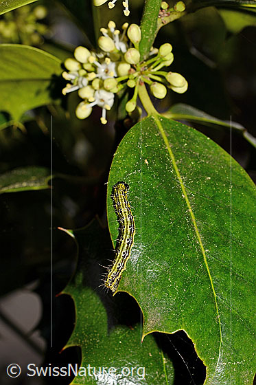 Buchsbaumzünsler Raupe (Cydalima perspectalis)