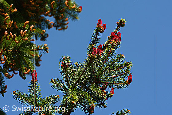 Foto: Weibliche Blütenzapfen der serbischen Fichte.
Lat.: Picea omorika