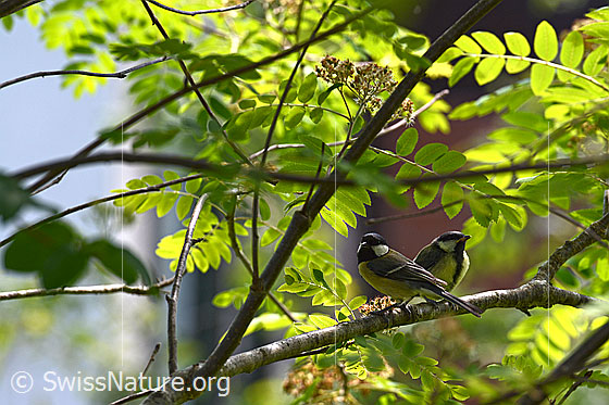 Photo: Great tits (Parus major) sitting on branch.
Lat.: Parus major
Family: Paridae
Genus: Parus