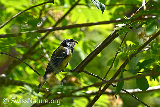 Foto: Kohlmeise (Parus major) mit Nahrung im Schnabel.