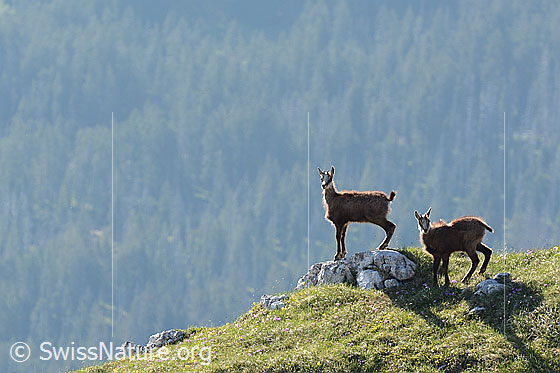 Photo: Two chamois (Rupicapra rupicapra) on ledge.