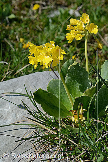 Foto: Blühende Flühblümchen.
Lat.: Primula auricula
Familie: Primulaceae (Schlüsselblumengewächse)