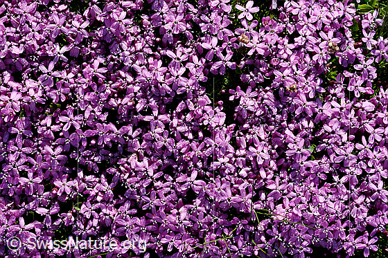 Foto: Kalk-Polsternelke, blühend, Nahaufnahme.
Lat.: Silene acaulis 
Familie: Caryophyllaceae (Nelkengewächse)