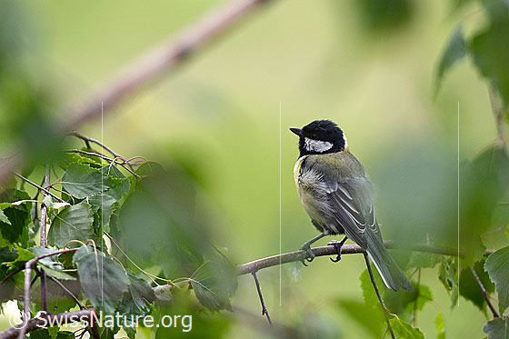 Foto: Auf dünnem Ast sitzende Kohlmeise (Parus major).