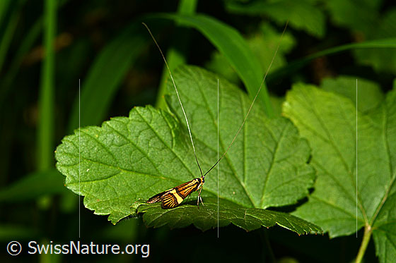 Photo: Nemophora degeerella. Male. Sitting on leaf.