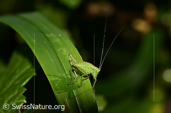 Leptophyes punctatissima