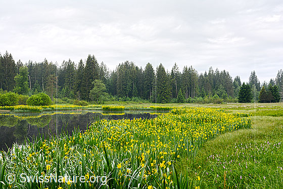 Foto: Gelbe Schwertlilie am Ufer eins Moorsees. Wird auch Sumpf-Schwertlilie und Wasser-Schwertlilie genannt.
Umgebung: Moor. Höhe: ca. 1050m ü.M.
Lat.: Iris pseudacorus
Familie: Iridaceae (Schwertliliengewächse)
Gattung: Iris (Schwertlilien)