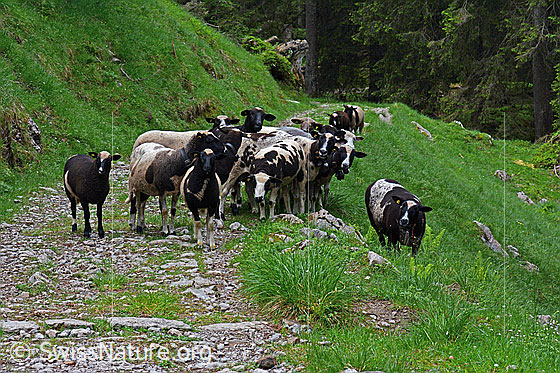 Foto: Schafherde auf Naturstrasse.