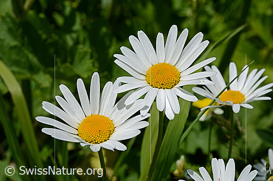 Foto: Gemeine Margerite, Blüten.
Lat.: Leucanthemum vulgare
Familie: Asteraceae (Korbblütler)