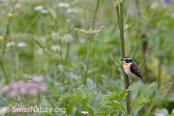 Foto: Braunkehlchen (Saxicola rubetra) an Stengel. Männchen.