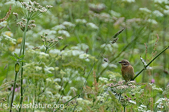 Photo: Saxicola rubetra. Female.