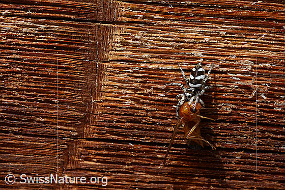 Foto: Zerbraspringspinne (Salticus scenicus) mit Beute
Umgebung: Hauswand. 1530m ü.M.
Lat.: Salticus scenicus
Familie: Salticidae (Springspinnen)