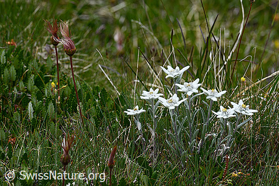 Foto: Edelweiss, blühend, blühend, von Gräsern umgeben.
Lat.: Leontopodium alpinum
Familie: Asteraceae (Korbblütler)