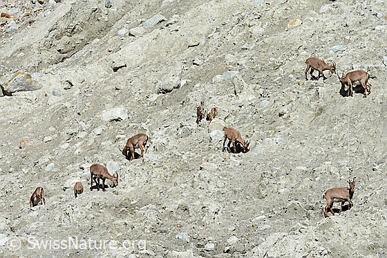 Foto: Alpensteinböcke (Capra ibex) im Rudel. Die Steinböclke, Steingeissen und Steinkitze lecken Sand, vermutlich um Mineralien aufzunehmen.
Familie: Bovidae (Hornträger)
Gattung: Capra (Ziegen)