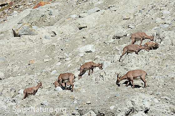Alpensteinböcke (Capra ibex) im Rudel