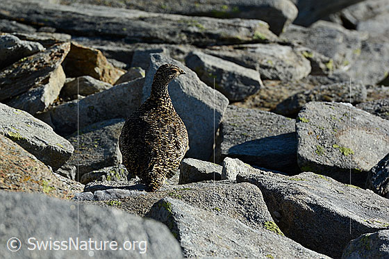 Foto: Gut getarntes Schneehuhn. Weibchen im Sommerkleid.
Alpenschneehuhn
Lat.: Lagopus mutus 
Familie: Hühnervögel