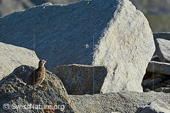 Foto: Schneehuhn Küken
Lat.: Lagopus mutus 
Familie: Hühnervögel