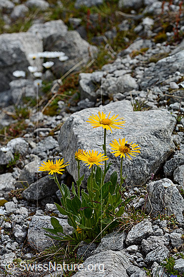 Foto: Clusius Gemswurz. Blühend. 
Lat.: Doronicum clusii
Familie: Asteraceae (Korbblütler)