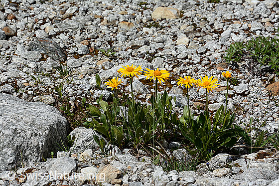Foto: Clusius Gemswurz. Blühend. 
Lat.: Doronicum clusii
Familie: Asteraceae (Korbblütler)