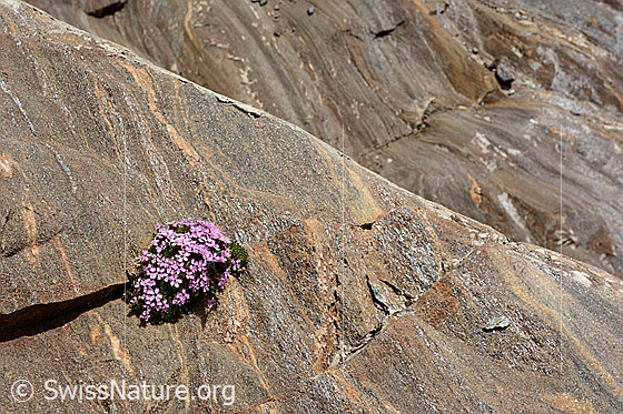 Foto: Kalk-Polsternelke (Silene acaulis) auf Bündnerschiefer. 