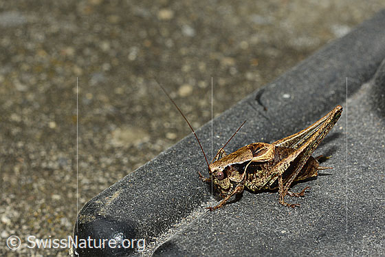 Photo: Pholidoptera griseoaptera. Length 15 - 20mm. Male. Wird auch Gemeine Strauchschrecke genannt.