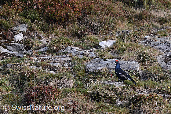 Foto: Birkhahn während der Herbstbalz.