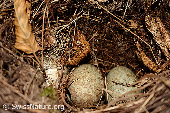 Foto: Verlassenes Nest einer Amsel. Im Nest sind drei Eier zu sehen.