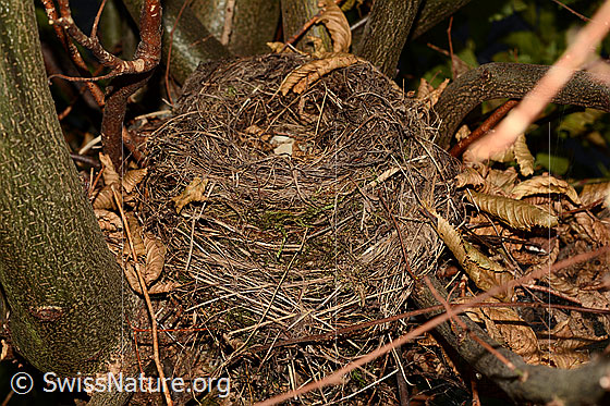 Foto: Vogelnest einer Amsel (Turdus merula).