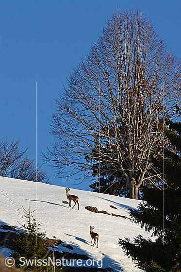 Foto: Rehe (Capreolus capreolus) auf schneebdecktem Hang.