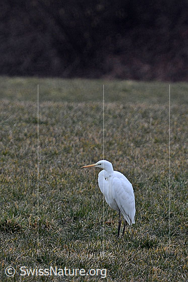 Foto: Silberreiher (Ardea alba) lauert auf Beute.
Umgebung: Landwirtschaftlich genutzte ebene Wiese angrenzend an kleinen Bach und Wald. Höhe ca. 570m ü.M.
Lat.: Ardea alba (Alias: Casmerodius albus sowie Egretta alba)
Familie: Ardeidae (Reiher)