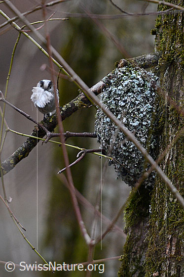 Foto: Schwanzmeise neben Nest. Die Feder im Schnabel der Schwanzmeise wird für die Auspolsterung des Nests verwendet. Dieses Nest wurde einen Tag später von einem Sturm und Schnee stark beschädigt und von den Schwanzmeisen aufgegeben.
Lat.: Aegithalos caudatus
Familie: Aegithalidae (Schwanzmeisen)