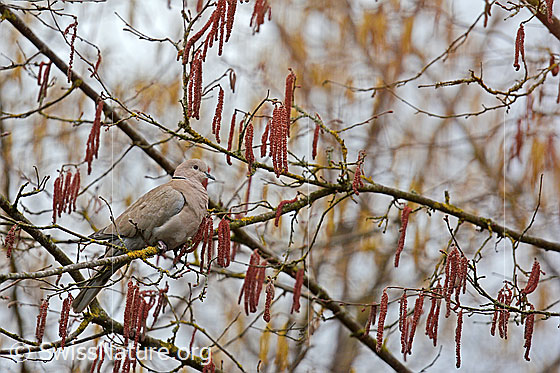 Foto: Türkentaube (Streptopelia decaocto) in Haselstrauch sitzend.