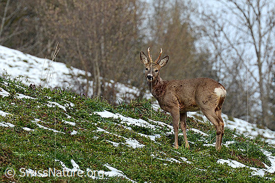 Foto: Rehbock (Capreolus capreolus) auf Wiese. Ansicht von der Seite.