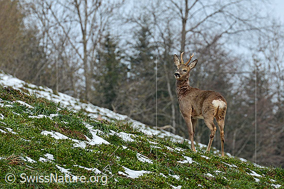 Foto: Rehbock (Capreolus capreolus) auf Wiese. Ansicht von seitlich hinten.